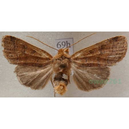 Agrochola nitida (Denis & Schiffermüller, 1775) male Źrenicówka Czech69h